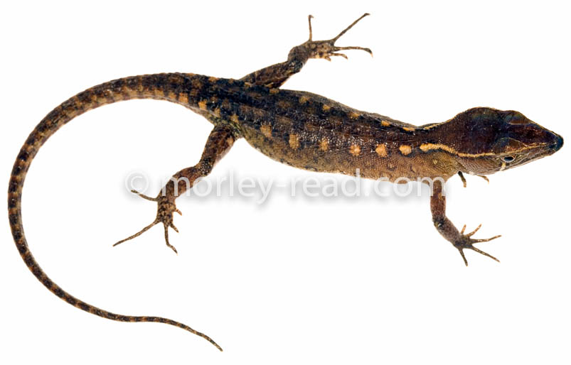 Potamites cochranae