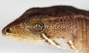 Potamites cochranae