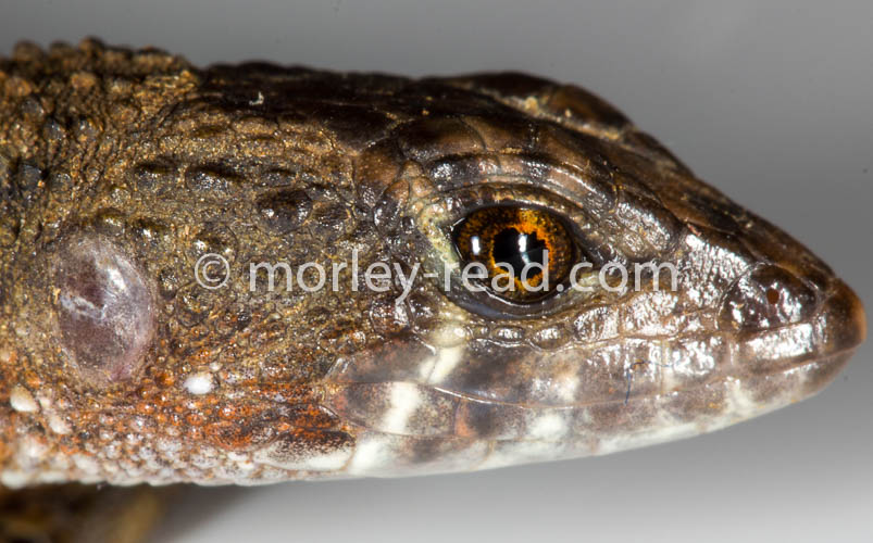 Potamites ecpleopus