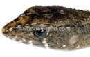 Potamites ecpleopus