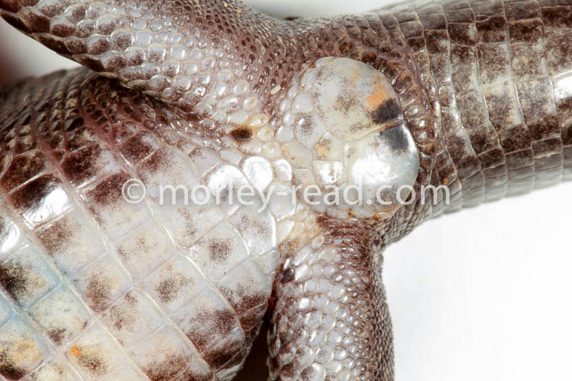 Potamites strangulatus