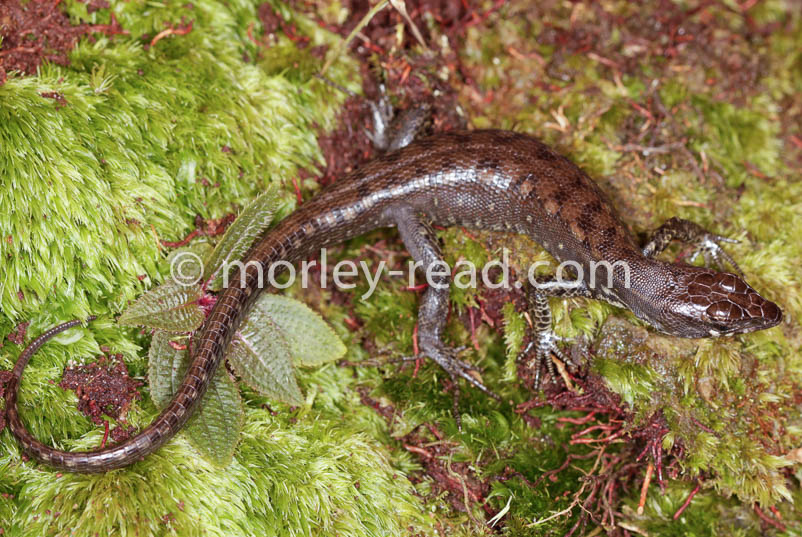 Potamites strangulatus