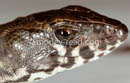 Potamites strangulatus