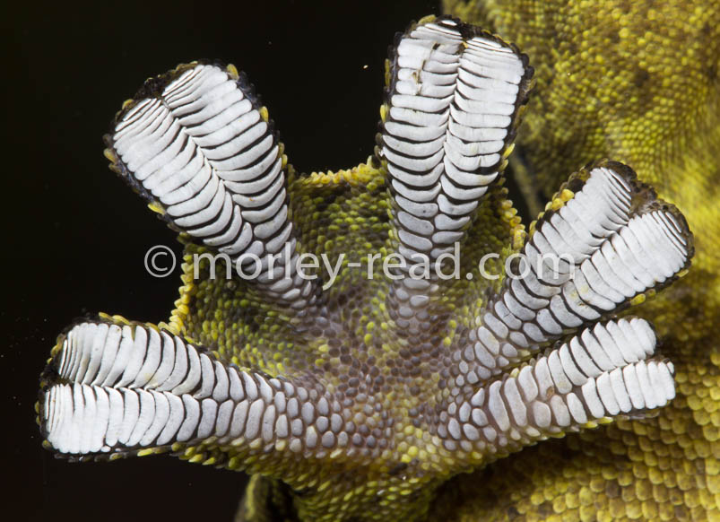 Thecadactylus solimoensis