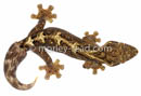 Thecadactylus solimoensis