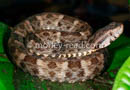 Bothrops atrox