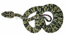 Bothriopsis taeniata