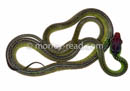 Chironius exoletus