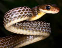 Chironius fuscus