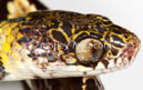 Dipsas vermiculata