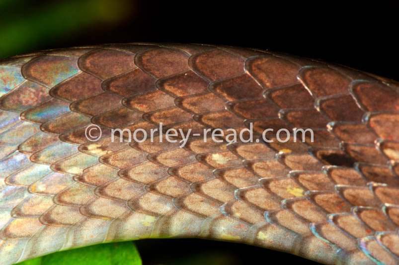 Leptodeira annulata