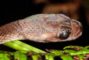 Leptodeira annulata