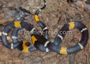 Micrurus hemprichii