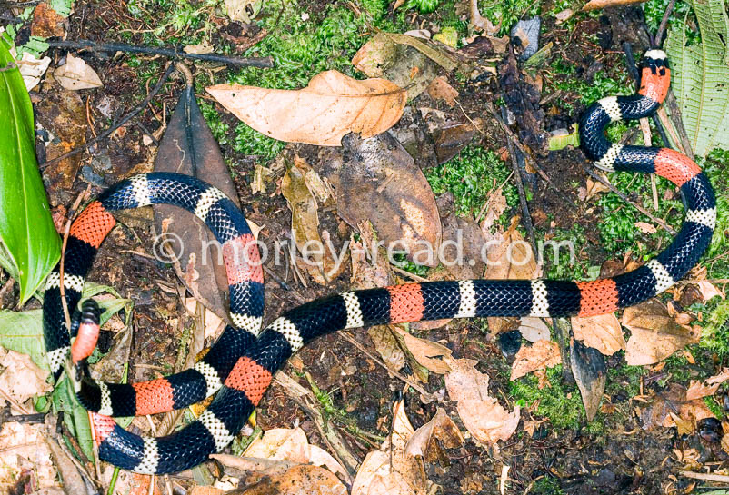 Micrurus lemniscatus
