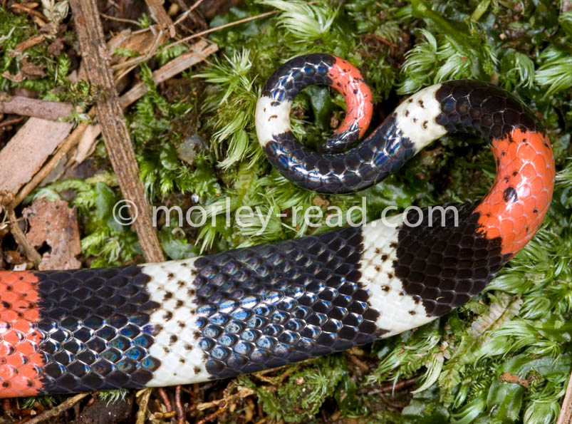 Micrurus lemniscatus
