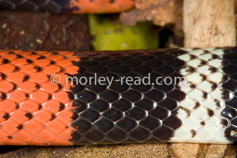 Micrurus lemniscatus