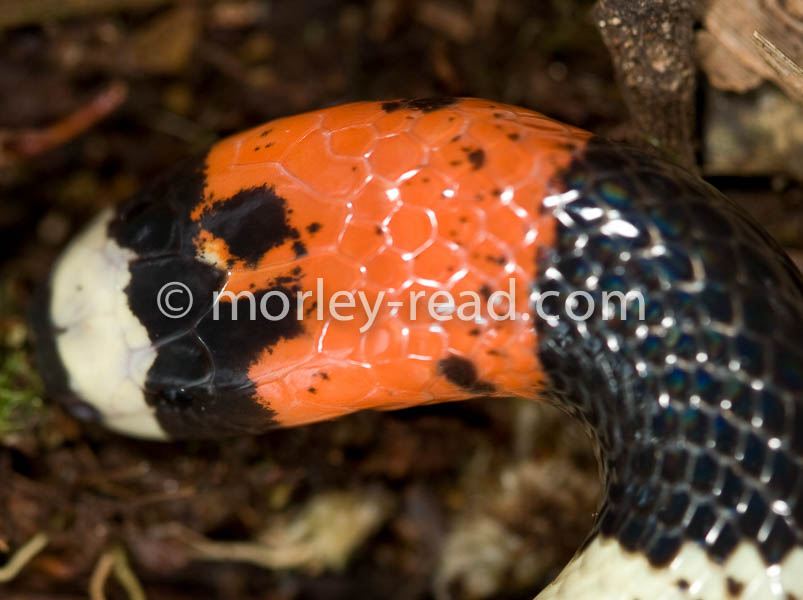 Micrurus lemniscatus