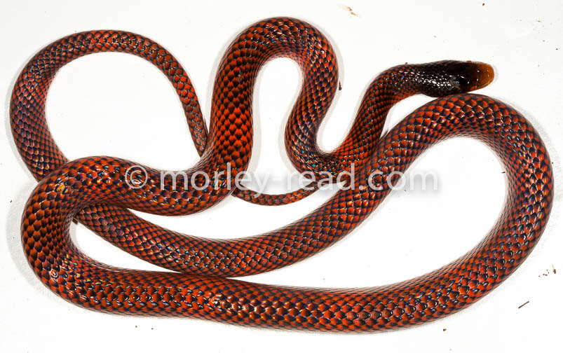 Oxyrhopus formosus