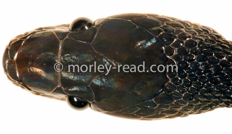 Synophis bicolor