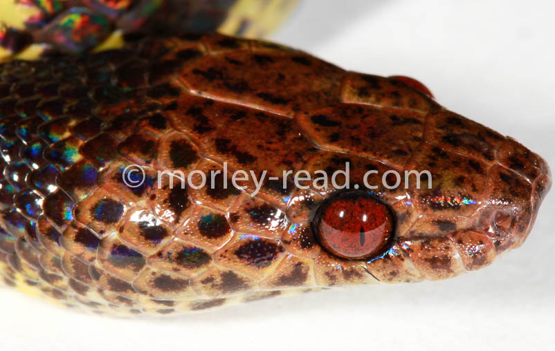 Siphlophis cervinus