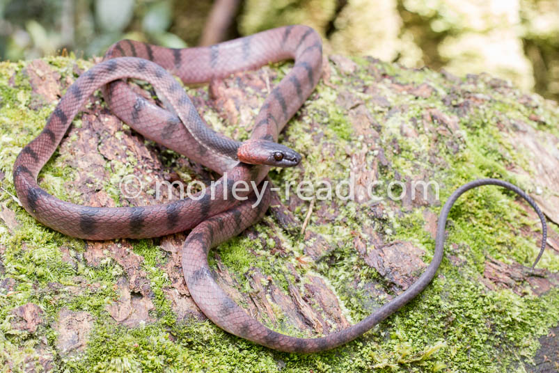 Siphlophis compressus