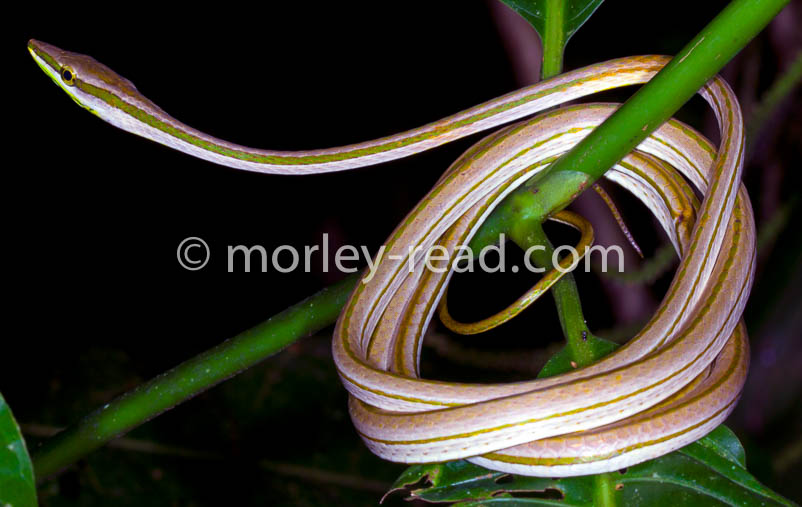 Xenoxybelis argentius