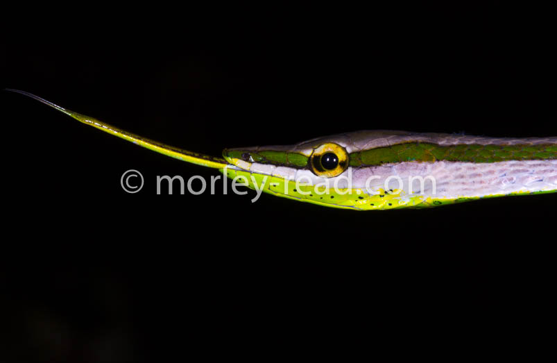 Xenoxybelis argentius