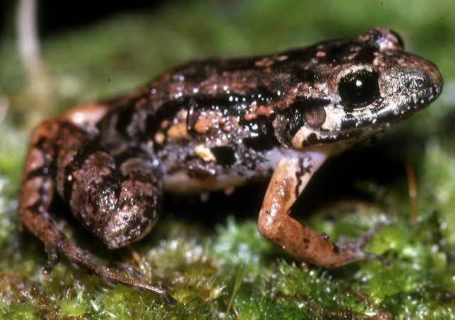 a._hylaedactyla.jpg