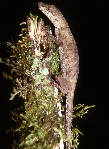 a.sp._domono_macas_86.jpg