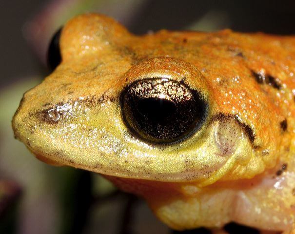 _mg_3621_guambi_nov06.jpg