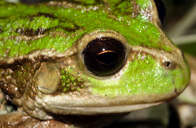 _mg_3641_guambi_nov06.jpg