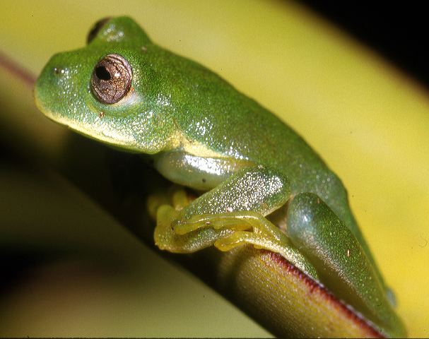 c._buckleyi.jpg_.jpg