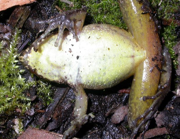 dscn4133_pululagua_03.jpg