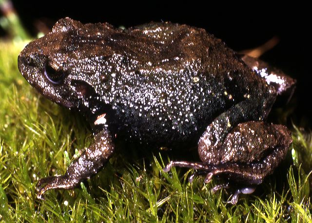 e.sp.2._papallacta_95.jpg