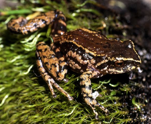 e.sp_papallacta_95.jpg