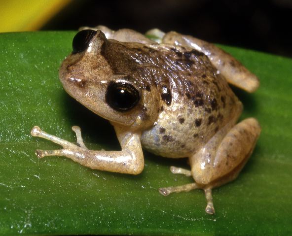 e.unistrigatus.jpg