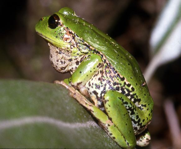 g._riobambae_cui_cocha_1987.jpg