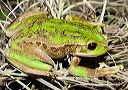 _mg_3634_guambi_nov06