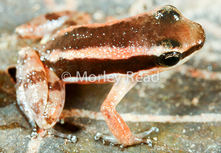 Allobates trilineatus
