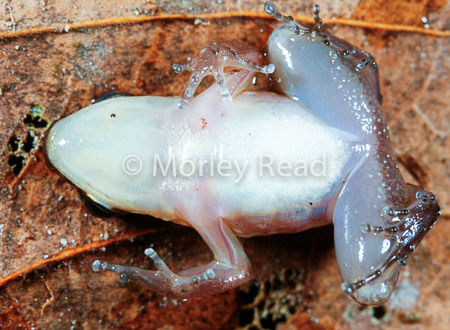 Allobates trilineatus