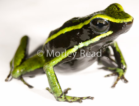 Allobates trivittatus