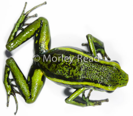 Allobates trivittatus