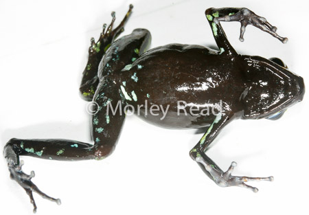 Allobates trivittatus