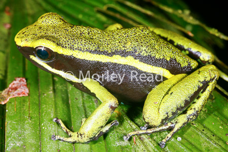 Allobates trivittatus