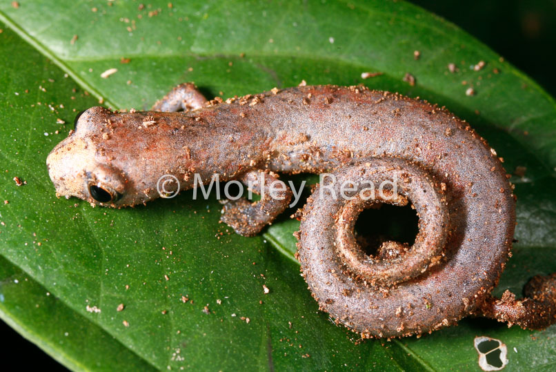 Bolitoglossa peruviana