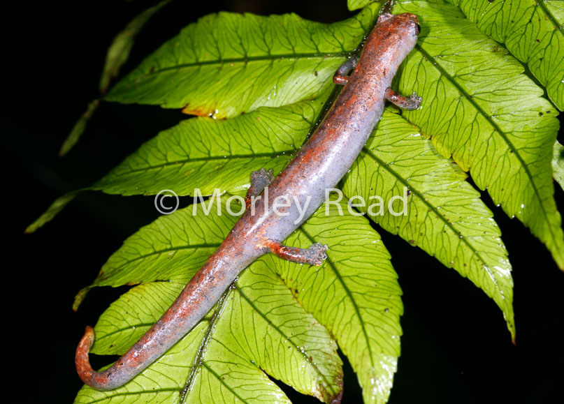 Bolitoglossa peruviana