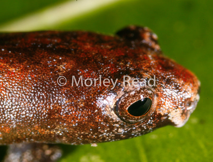Bolitoglossa peruviana