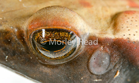 Rhaebo guttatus