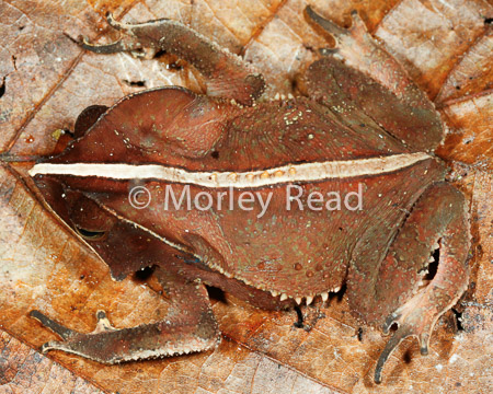 Rhinella margaritifera