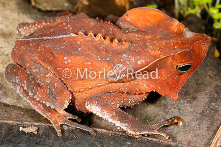 Rhinella margaritifera
